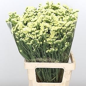 STATICE CRYSTAL YELLOW
