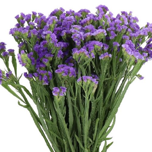 STATICE LEVIS WINGS 80cm | Wholesale Dutch Flowers & Florist