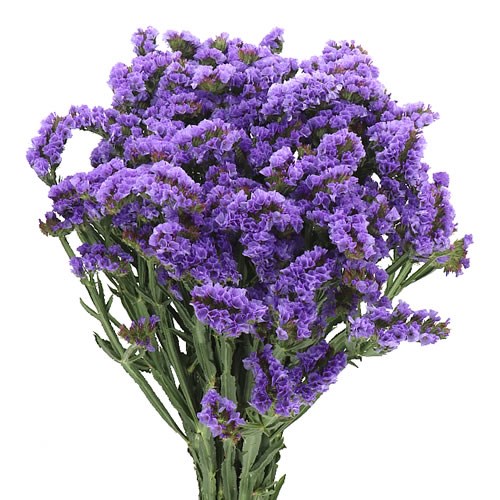 STATICE LILAC SUN BIRDS