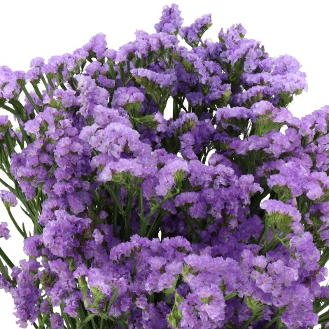 STATICE MARTIN BLUE