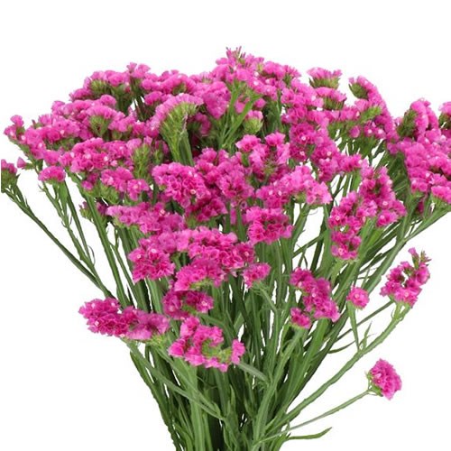 Statice & Limonium | Wholesale Flowers UK | Wedding Flowers | Triangle ...