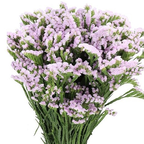 STATICE TESSA LAVENDER