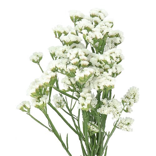 STATICE WHITE STARLIGHT WINGS
