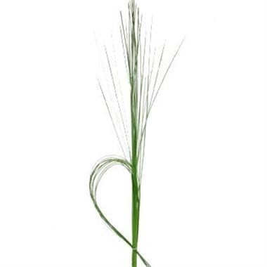STEEL GRASS