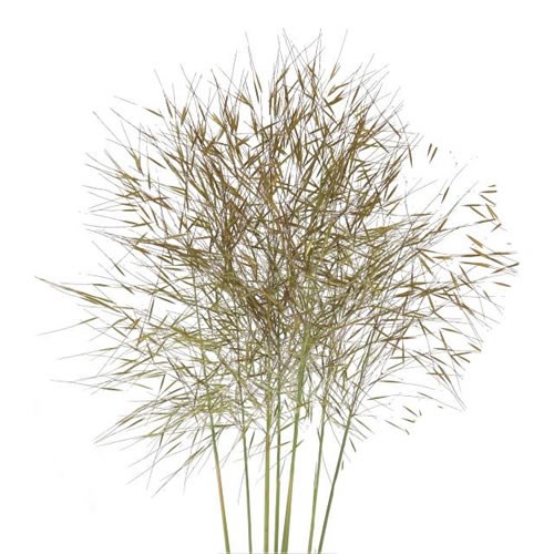 STIPA GIGANTEA