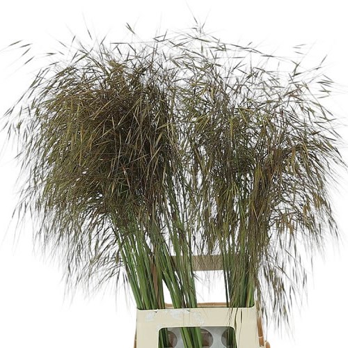 STIPA GIGANTEA GRASS