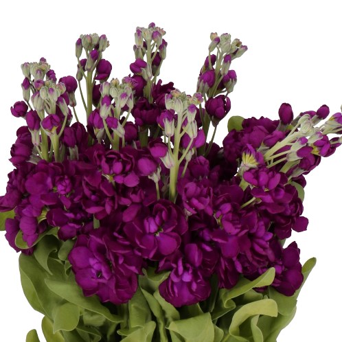 STOCKS AIDA PURPLE