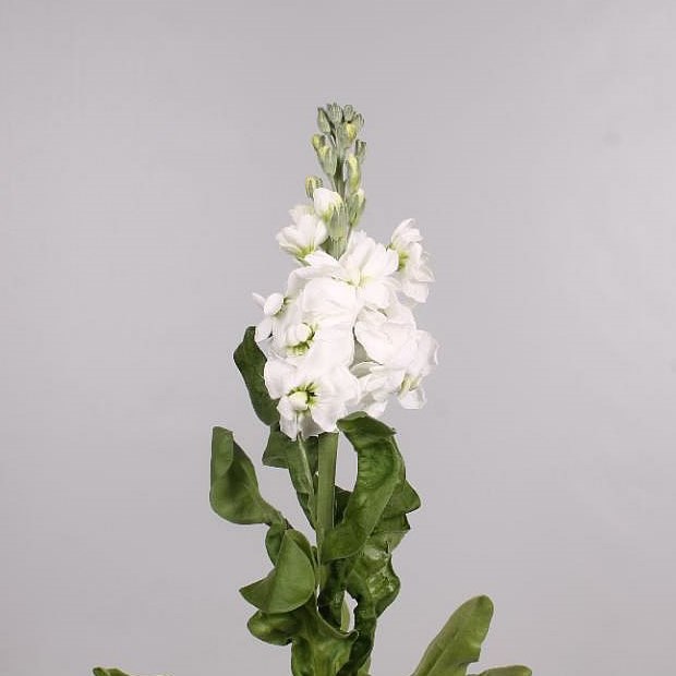 STOCKS AIDA WHITE