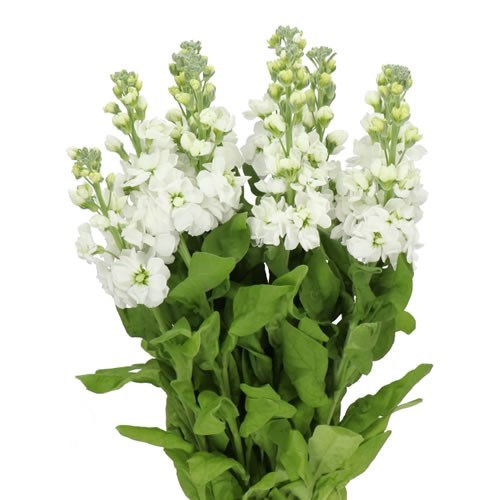 STOCKS CENTUM WHITE