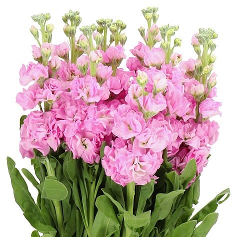 STOCKS IRON PINK