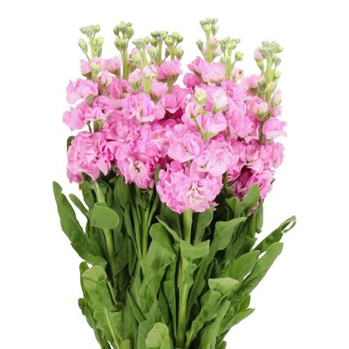 STOCKS IRON PINK