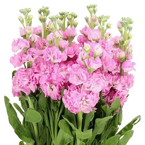STOCKS IRON PINK