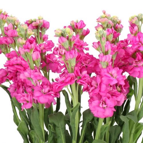 STOCKS IRON ROSE PINK