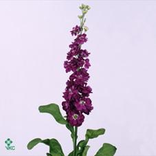 STOCKS LUCINDA PURPLE