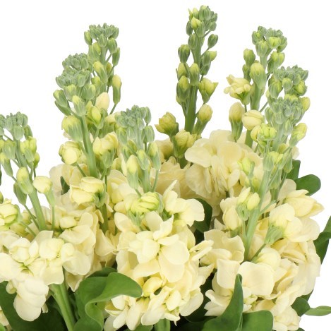 STOCKS MATHILDA YELLOW
