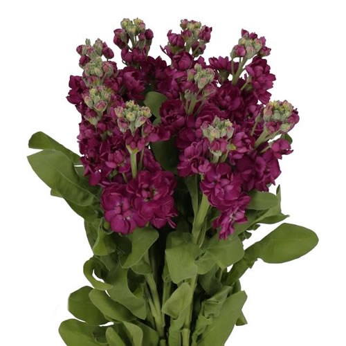 STOCKS MILLA AUBERGINE