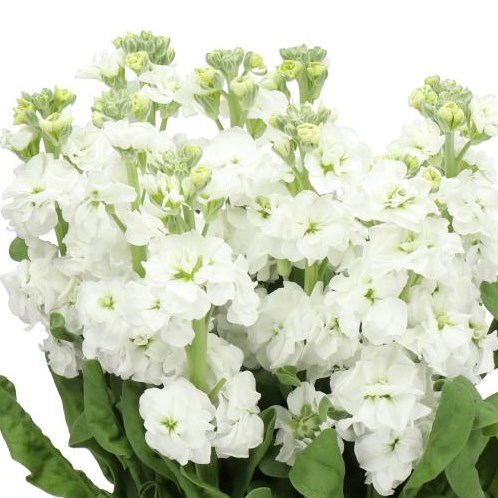 STOCKS STOX WHITE