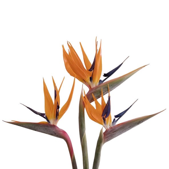 STRELITZIA FLOWERS X 12