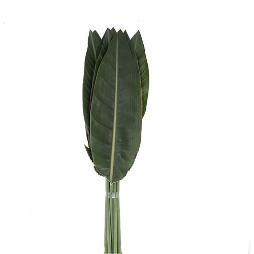 STRELITZIA LEAVES