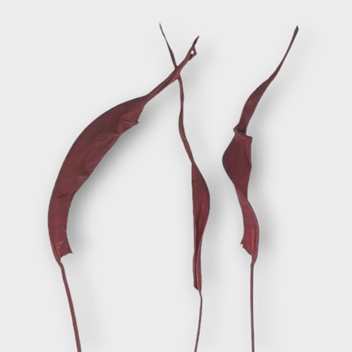 STRELITZIA LEAVES DYED BURGUNDY (DRIED)