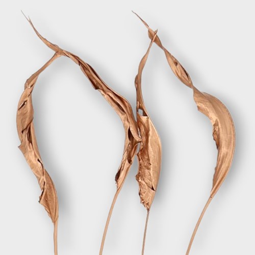 STRELITZIA LEAVES DYED COPPER (DRIED)