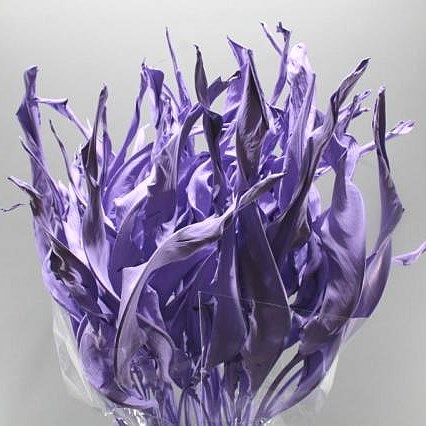 STRELITZIA LEAVES DYED LAVENDER (DRIED)
