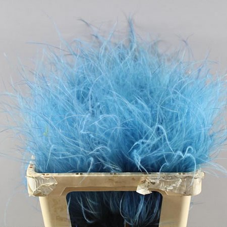 STYPHA PENATTA DARK BLUE