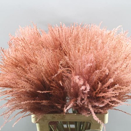 STYPHA PENATTA LIGHT PINK