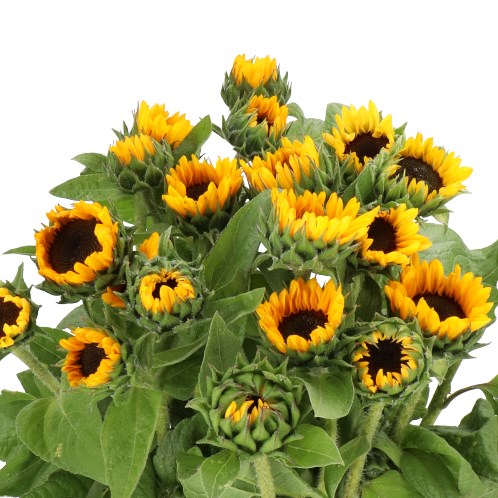 SUNFLOWERS SONJA (MINI)
