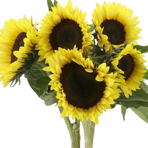 SUNFLOWER SUNRICH LIMONCELLO