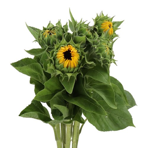SUNFLOWER SUNRICH PROVENCE