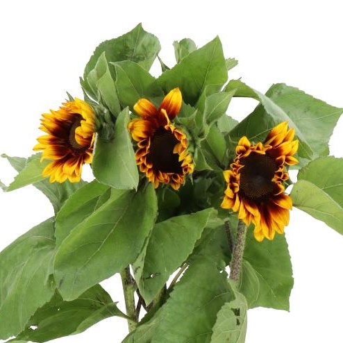 SUNFLOWERS ANNUUS SOLANO FLAME