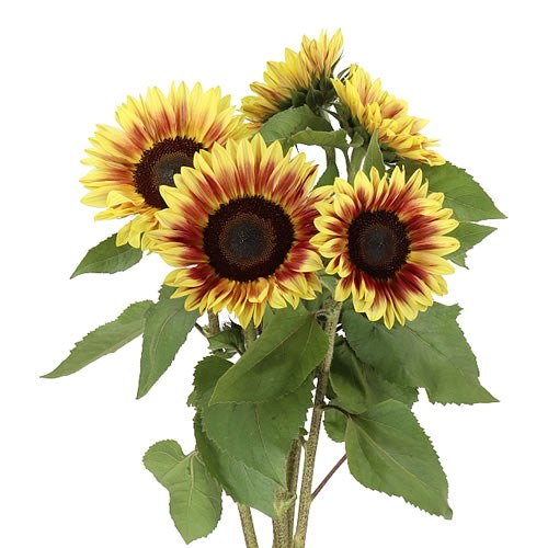 SUNFLOWERS MARLEY