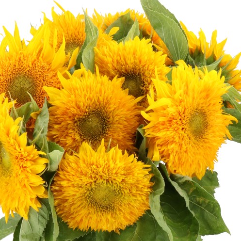 SUNFLOWERS SOLANO DOUBLE