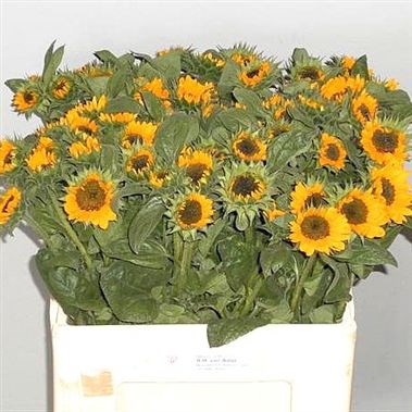 SUNFLOWERS SONJA (MINI)