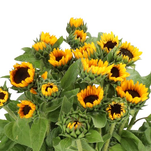 SUNFLOWERS SONJA (MINI)