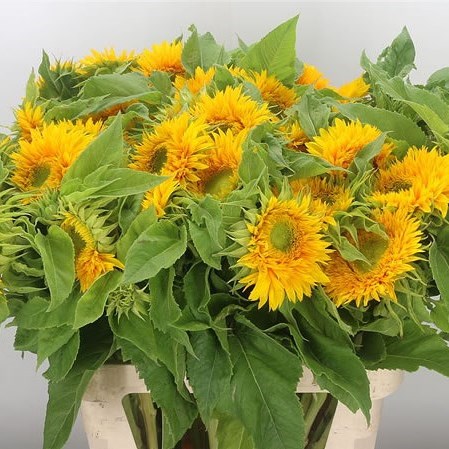 SUNFLOWERS SUN KING