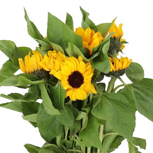 SUNFLOWERS VINCENT'S CHOICE