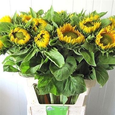 SUNFLOWERS VINCENT'S FRESH
