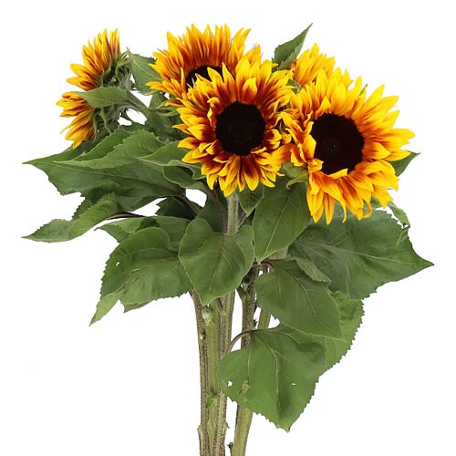 Sunflowers Helianthus Wholesale Dutch Flowers & Florist Supplies UK
