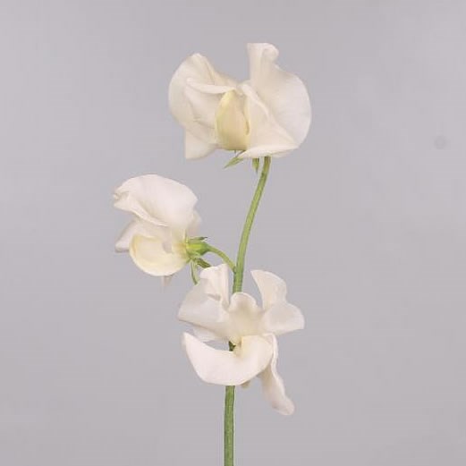 SWEET PEAS CREAM