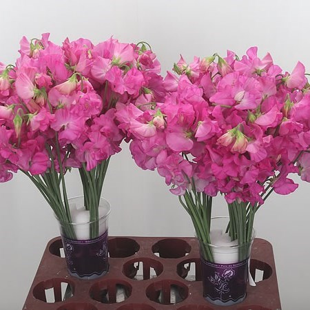 SWEET PEAS HOT PINK
