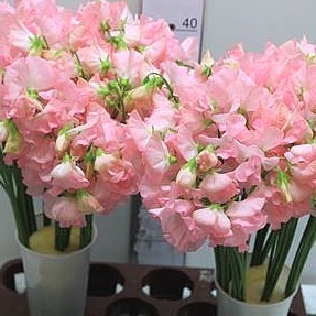 SWEET PEAS LIGHT PINK