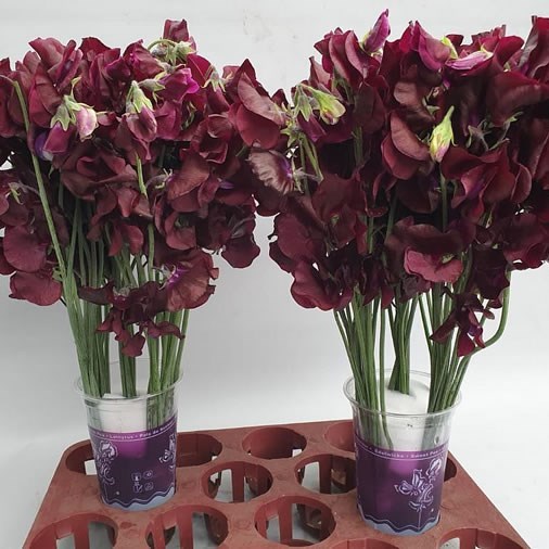 SWEET PEAS MAROON CAPE