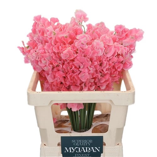 SWEET PEAS  MIMI (JAPAN)