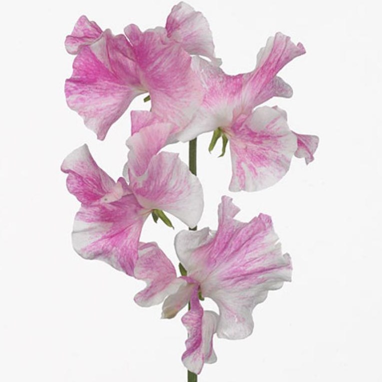 SWEET PEAS MISTY PINK WAVE