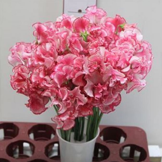 SWEET PEAS MISTY RED