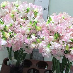 SWEET PEAS MISTY WHITE