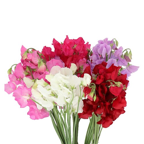 SWEET PEAS MIX (COLS MAY VARY)