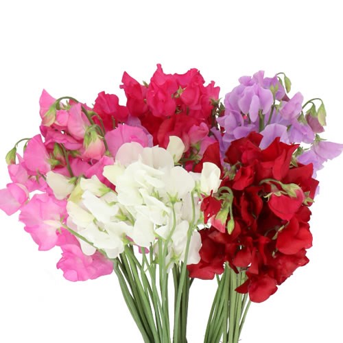 SWEET PEAS MIXED (COLS MAY VARY)